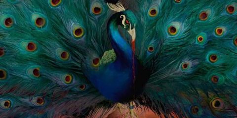 Jaquette cover Opeth Sorceress